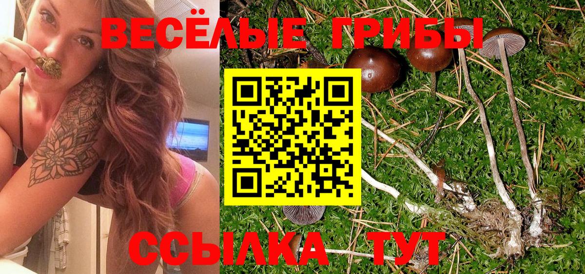 Рыбинск  как найти   Вход с VPN  Псилоцибиновые грибы Psilocybine cubensis 